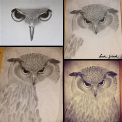 Owl - Progress