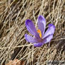 Purple flower