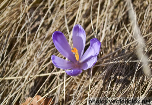 Purple flower