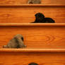 Four Little Pugs on the Stairs