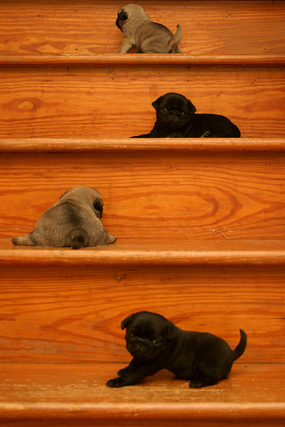 Four Little Pugs on the Stairs