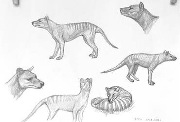 Thylacine sketchpage