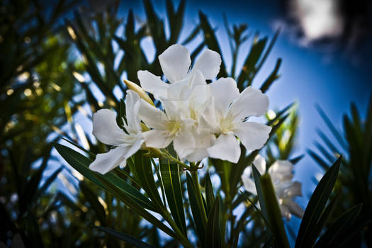 white flowers