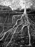 Roots by chicajlb06
