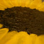 Sun flower plate