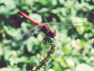 Dragonfly