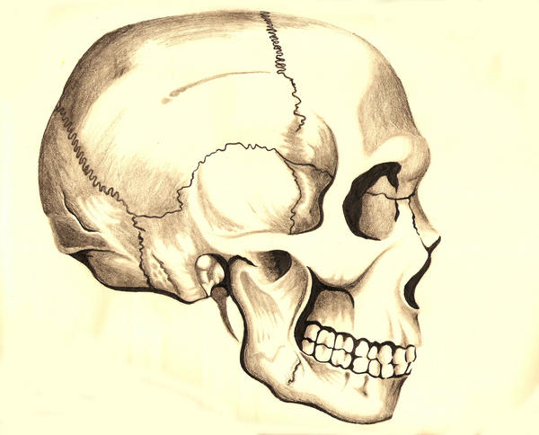 Рисуем череп в профиль