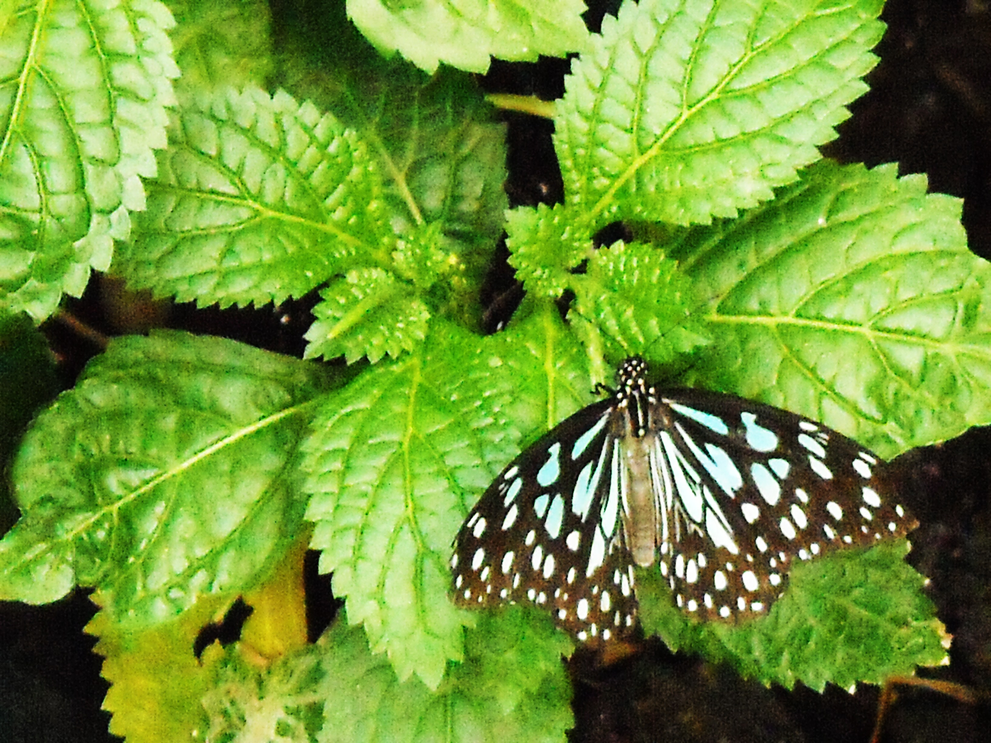 Neon Butterfly