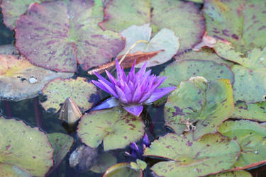 Waterlily