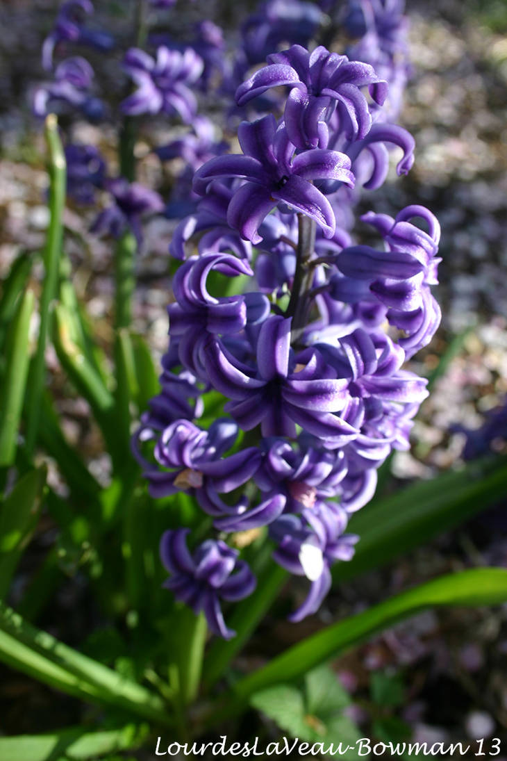 Heavenly Hyacinth by LOURDES-LAVEAU