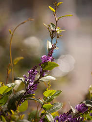 Hardenbergia