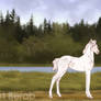 576 Foal Design