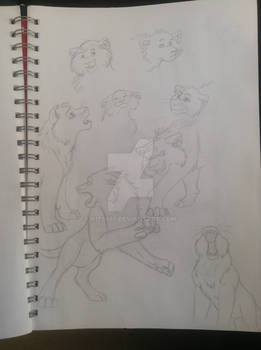 Lion-y sketches