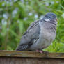 Floofy Pigeon