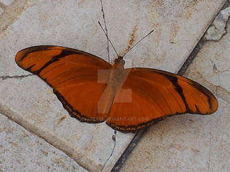 Orange Wings