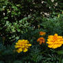 Yellow Flowers