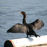 Cormorant