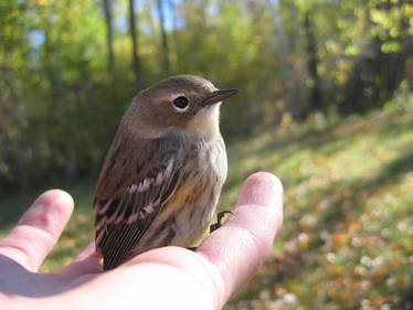 Bird In Hand