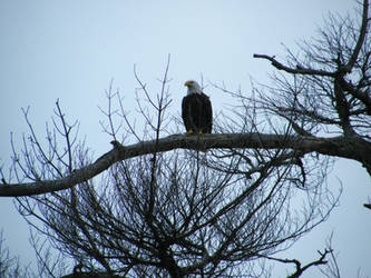 Bald Eagle - Content With Life