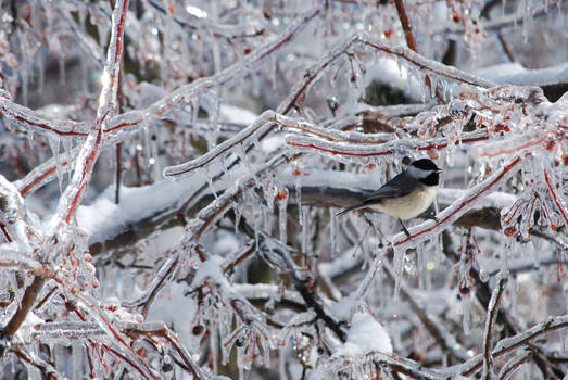 Ice and Feathers