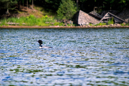 Long Lake Loon