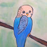 blue budgie 