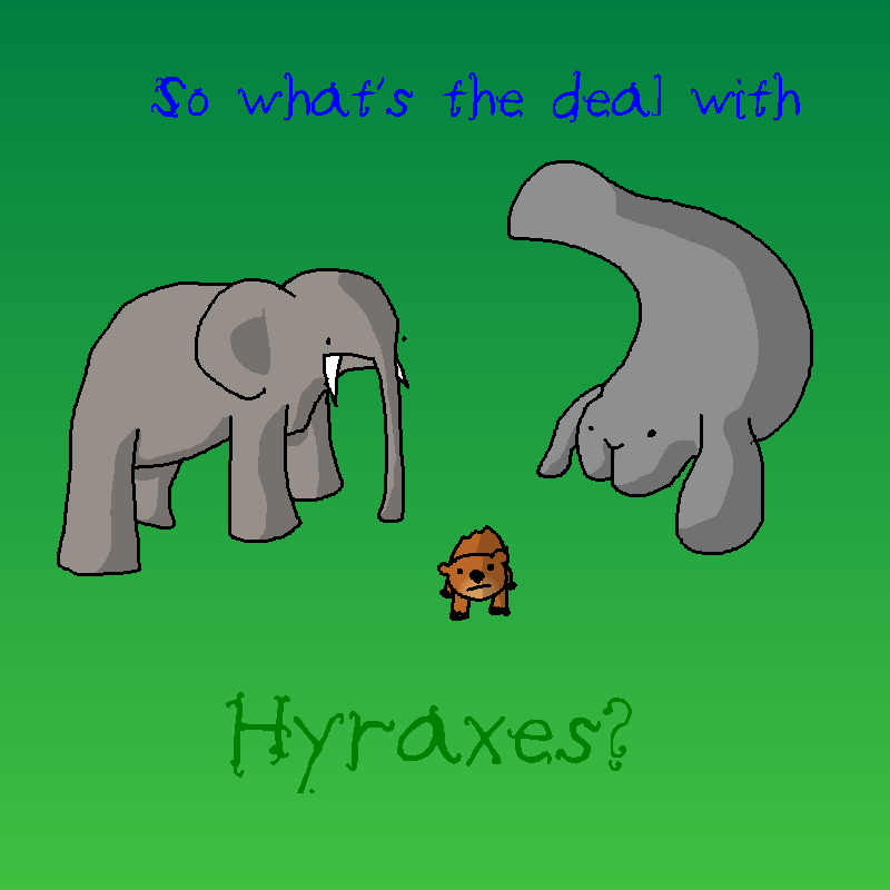 Hyrax Rage Hyraxes by mortimermcmirestinks on DeviantArt