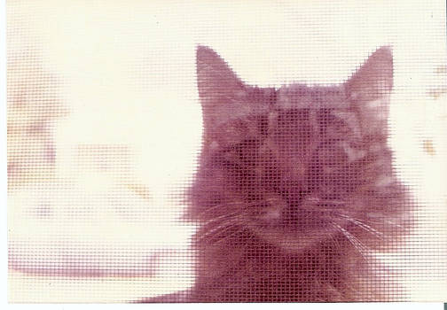 Sally's Cat 1971