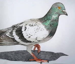 Pigeon