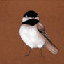 M's Chickadee