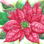 Pretty Poinsettia