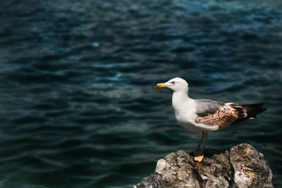 Seagul