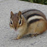 Chipmunk