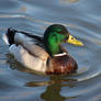 Mallard Duck 01