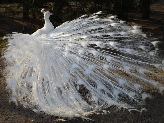 White Peacock 01