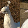 White Peacock head