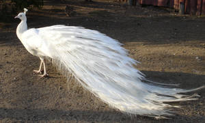White Peacock 02