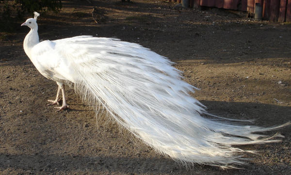 White Peacock 02