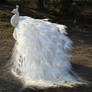 White Peacock 04