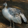 White Peahen