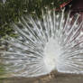 White Peacock Full Fan