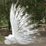 White Peacock Fan Sideview