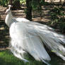 White Peacock 06