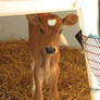 Calf