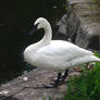 Trumpeter Swan
