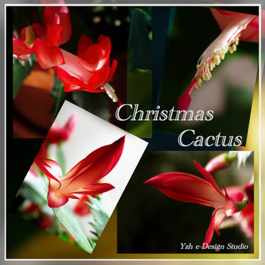 Christmas Cactus