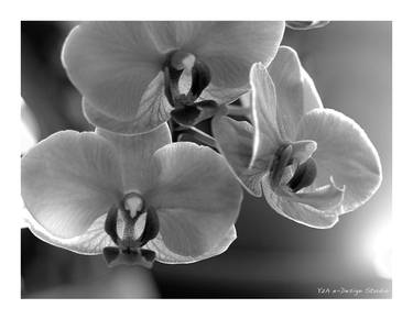 Orchid