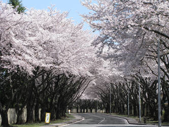 Sakura Blossoms, Yokota AB