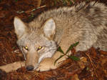 Coyote 11 Jan 2013 by greentrapper