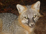 GreyFox 21Jan2012 (1) by greentrapper